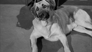 Still from The Case of the Golden Oranges