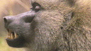 Still from Inside the Animal Mind Part Two: Do Animals Have Emotions?