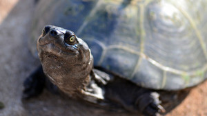 Still from The Reptiles: Turtles and Tortoises