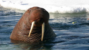 Still from Toothwalkers: Giants of the Arctic Ice