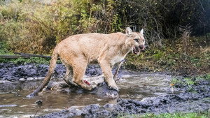 Still from Willow: Diary of a Mountain Lion