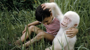 Still from Snowflake: the White Gorilla