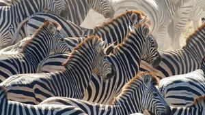 Still from Great Zebra Exodus