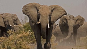 Still from Soul of the Elephant