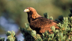 Still from Eagles