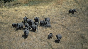 Still from Kalahari: The Great Thirstland