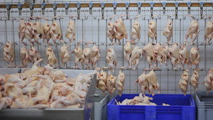 Still from The Trouble with Chicken