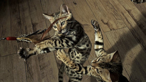 Still from Pets: Wild At Heart: Playful Creatures