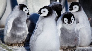 Still from Snow Chick
