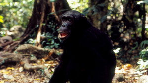 Still from Jane Goodall's Wild Chimpanzees