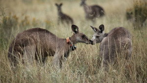 Still from Kangaroo Mob