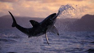 Still from Sharkland
