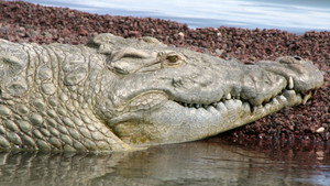 Still from Supersize Crocs