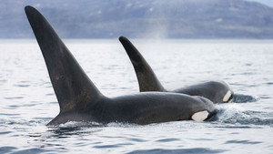 Still from Invasion of the Killer Whales