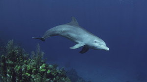 Still from Dolphins: Spy in the Pod (1)