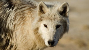 Still from Arctic Wolf Pack