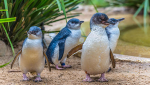 Still from Penguins: Meet the Family