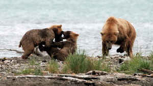Still from Clash: Encounters of Bears and Wolves