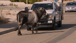 Still from No Bull Profession