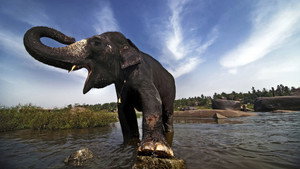 Still from The Elephant Men