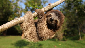 Still from Nature’s Miracle Orphans: Second Chances