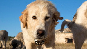 Still from Animals with Cameras (3)