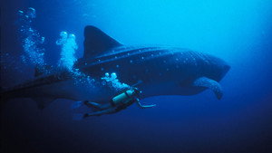 Still from The Secret World of Sharks and Rays