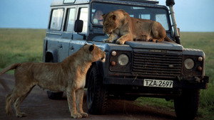 Still from Chasing Big Cats