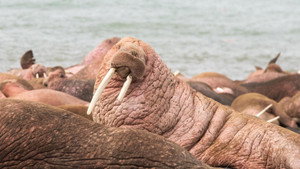 Still from Walrus: Life on Thin Ice