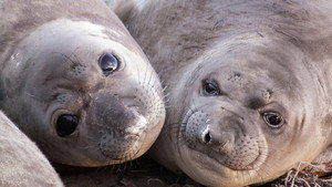 Still from Animals with Cameras 01: Oceans