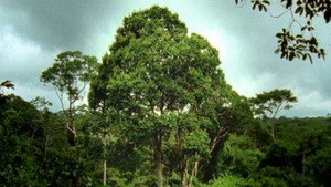 Still from Deep Jungle: Monsters of the Forrest
