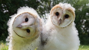 Still from Owl Power
