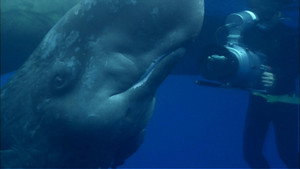 Still from Ocean Giants: Deep Thinkers