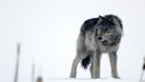 Still from Cold Warriors: Wolves and Buffalo