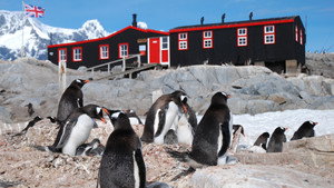 Still from Penguin Post Office