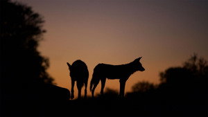 Still from Dogs in the Land of Lions
