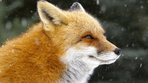 Still from Fox Tales