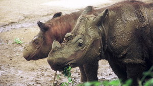 Still from Rhinoceros