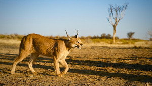 Still from The Story of Cats: Asia to Africa