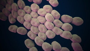 Still from Hunting the Nightmare Bacteria