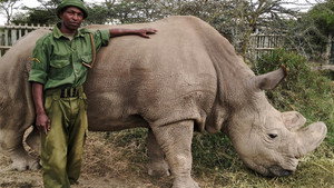 Still from The Last Rhino