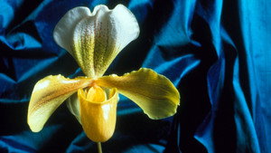 Still from Obsession with Orchids