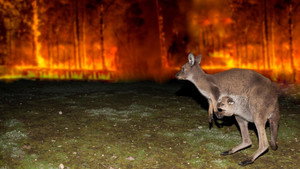 Still from Australian Bushfire Rescue
