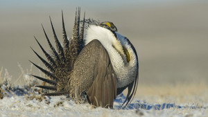 Still from The Sagebrush Sea