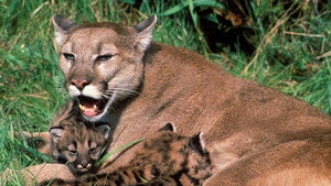 Still from Trail of the Cougar