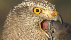 Still from Raptors - A Fistful of Daggers: Meet the Raptors