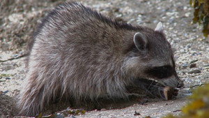 Still from Raccoon Nation