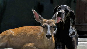 Still from Animal Odd Couples