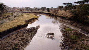Still from Purgatory | Katavi: Africa's Fallen Paradise