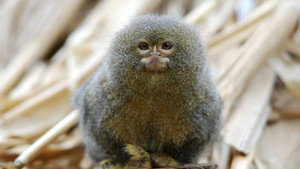 Still from Gremlins: Faces in the Forest